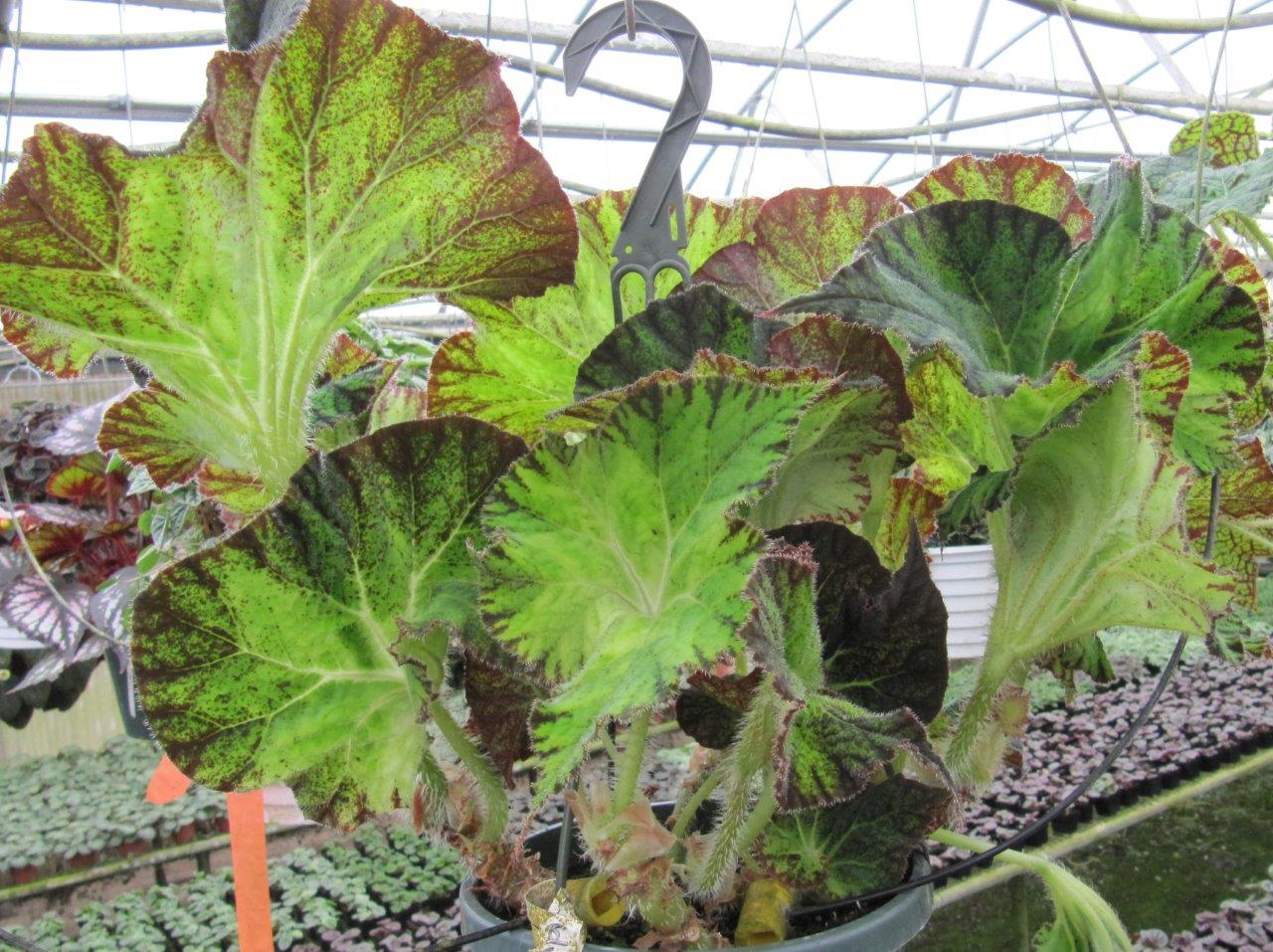 B. ‘Lady Mary Bucholtz’
